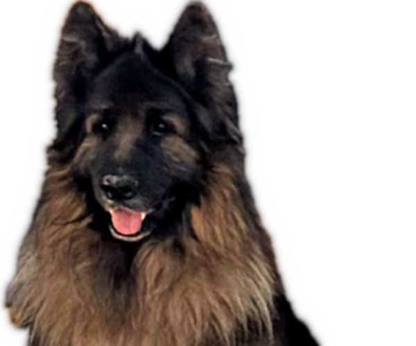 Medium Photo #1 King Shepherd Puppy For Sale in GRAND CANYON CAVERNS, AZ, USA