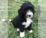 Small Photo #26 Bernedoodle Puppy For Sale in BOWLING GREEN, KY, USA