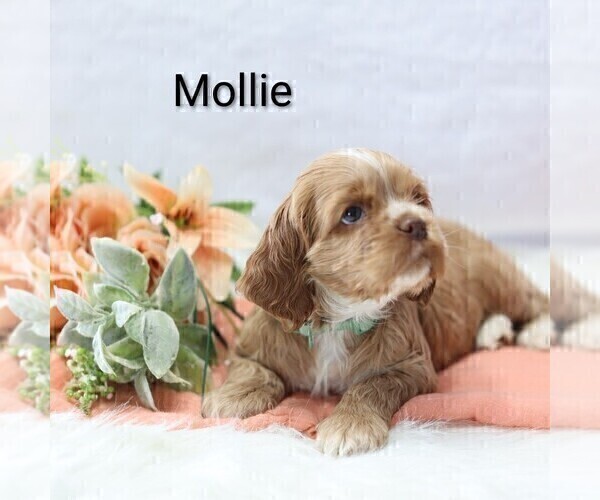 Medium Photo #9 Cocker Spaniel Puppy For Sale in LOYAL, WI, USA