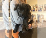 Puppy Black Mastador