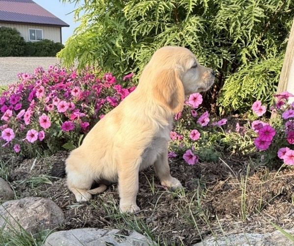 Medium Photo #2 Golden Retriever Puppy For Sale in DORCHESTER, WI, USA