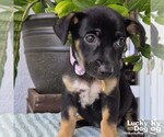 Small #2 Dachshund Mix