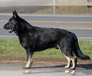 Father of the German Shepherd Dog puppies born on 12/07/2025