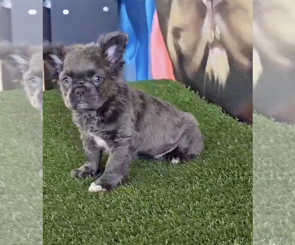 Medium Photo #10 French Bulldog Puppy For Sale in LAS VEGAS, NV, USA