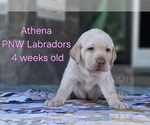 Puppy Athena Labrador Retriever