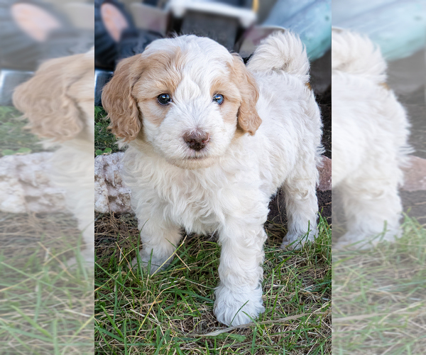 Medium Photo #5 Bernedoodle (Miniature) Puppy For Sale in ROY, UT, USA