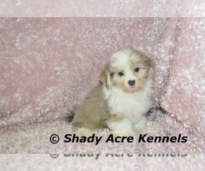 Mal-Shi Puppy for sale in ABBEVILLE, GA, USA