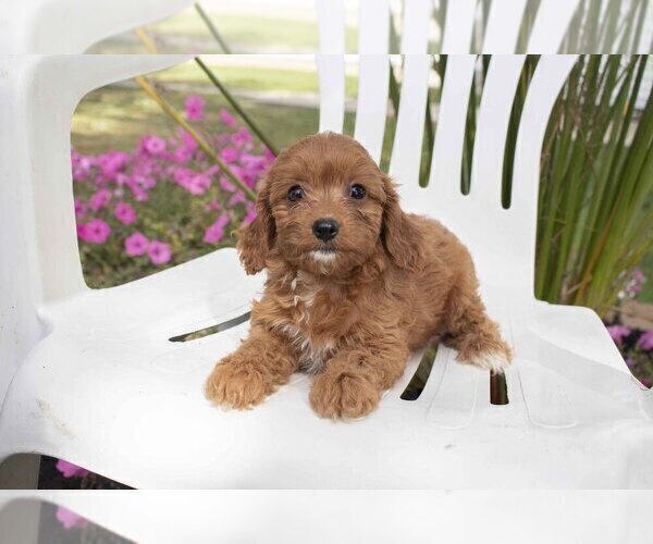 Medium Photo #2 Cavapoo Puppy For Sale in FRESNO, OH, USA