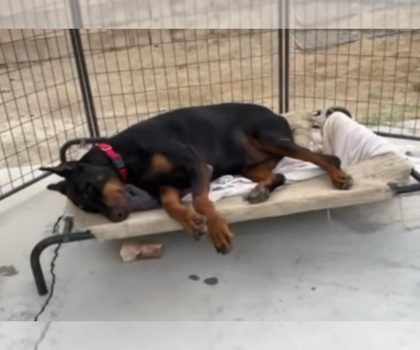 Medium Photo #4 Doberman Pinscher Puppy For Sale in Buffalo, MN, USA