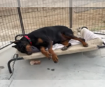 Small #3 Doberman Pinscher