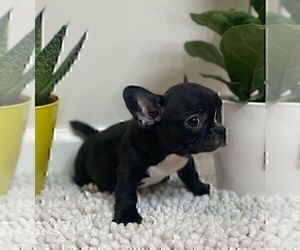 French Bulldog Puppy for sale in JOHNS ISLAND, SC, USA