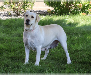 Labrador Retriever Puppy for Sale in SYRACUSE, Indiana USA