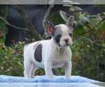 Small Photo #4 French Bulldog Puppy For Sale in WILTON, CT, USA