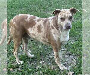 Bernadette - Female Catahoula Leopard Dog Dog for Adoption - Photo #2