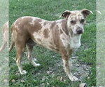 Small #1 Catahoula Leopard Dog
