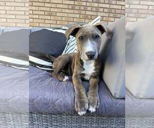 Great Dane-Labrador Retriever Mix Dogs for adoption in MIDWAY, UT, USA