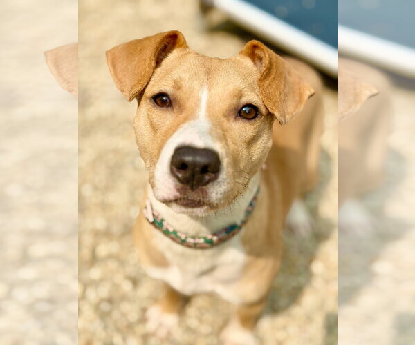 Medium Photo #6 Mutt Puppy For Sale in West Cornwall, CT, USA