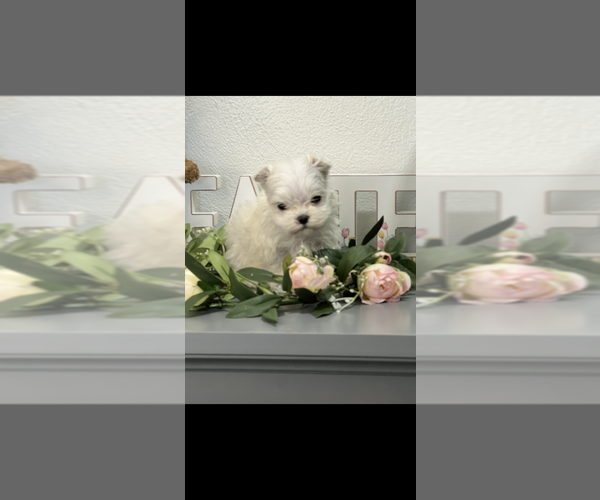 Medium Photo #3 Maltese Puppy For Sale in NILES, MI, USA