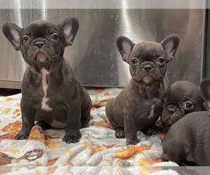 French Bulldog Puppy for sale in WOLF CREEK, OR, USA