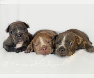 American Bully Puppy for sale in MABTON, WA, USA