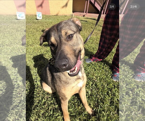 Medium Photo #2 German Shepherd Dog-Unknown Mix Puppy For Sale in Miami, FL, USA