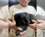 Small #6 Great Dane