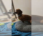 Small #1 Dachshund