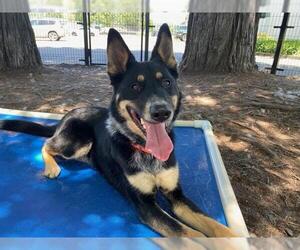 Australian Kelpie Dogs for adoption in Petaluma, CA, USA