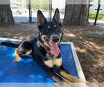 Small Australian Kelpie