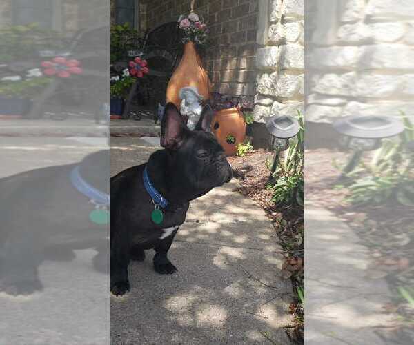 Medium Photo #2 French Bulldog Puppy For Sale in TERRELL, TX, USA