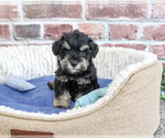 Small #1 Schnauzer (Miniature)