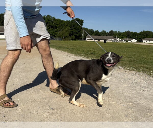 Medium Photo #2 Labrador Retriever-Unknown Mix Puppy For Sale in Rockaway, NJ, USA