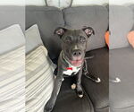 Small #14 American Pit Bull Terrier-Labrador Retriever Mix