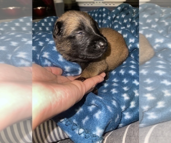 Medium Photo #176 Belgian Malinois Puppy For Sale in REESEVILLE, WI, USA