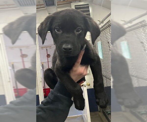 Medium Photo #1 Labrador Retriever-Unknown Mix Puppy For Sale in Sterling, MA, USA
