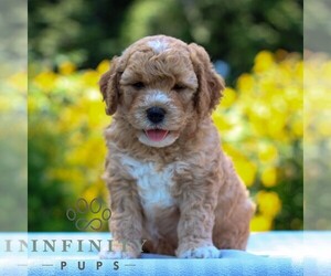 Goldendoodle (Miniature) Puppy for sale in LITITZ, PA, USA