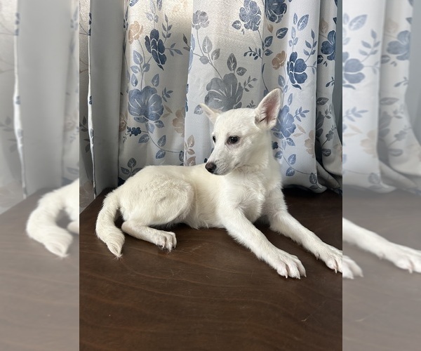 Medium Photo #8 Alaskan Klee Kai Puppy For Sale in DURHAM, CT, USA