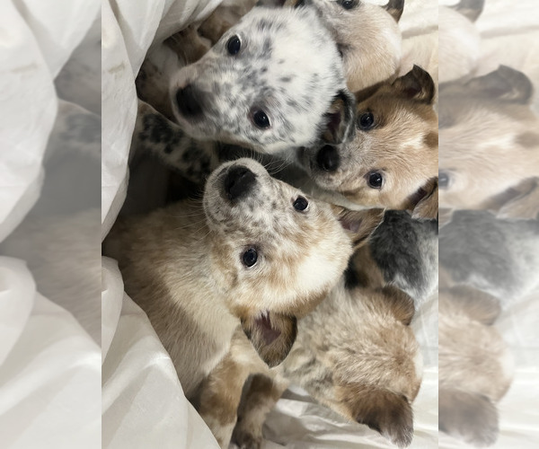 Medium Photo #1 Australian Cattle Dog Puppy For Sale in PUYALLUP, WA, USA
