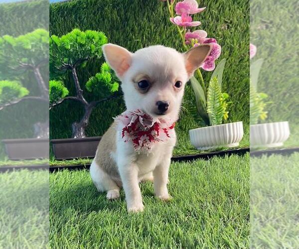 Medium Photo #2 Chihuahua Puppy For Sale in SAINT AUGUSTINE, FL, USA