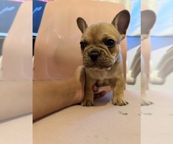Medium Photo #7 French Bulldog Puppy For Sale in CEDAR RAPIDS, IA, USA