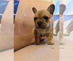 Small #6 French Bulldog