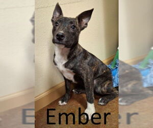 Mutt Dogs for adoption in Mountain View, AR, USA