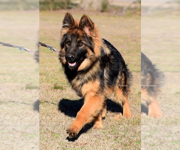 Medium Photo #1 German Shepherd Dog Puppy For Sale in MORRILTON, AR, USA