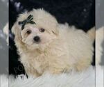 Small Photo #53 Maltipoo (Miniature) Puppy For Sale in WARSAW, IN, USA
