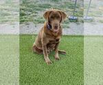 Small #2 Labrador Retriever