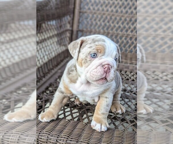Medium Photo #4 Bulldog Puppy For Sale in RIVERSIDE, CA, USA