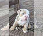 Small Photo #4 Bulldog Puppy For Sale in RIVERSIDE, CA, USA