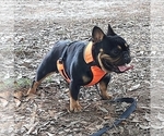 Small Photo #1 French Bulldog Puppy For Sale in POMPANO BEACH, FL, USA