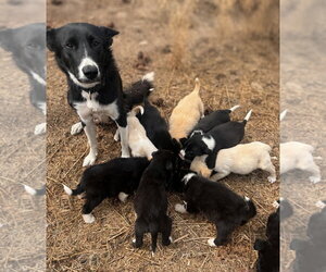 Border Collie-Unknown Mix Dogs for adoption in Princeton, British Columbia, Canada