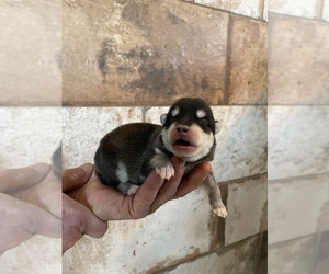 Alaskan Klee Kai-Pomsky Mix Puppy for sale in STAPLES, MN, USA